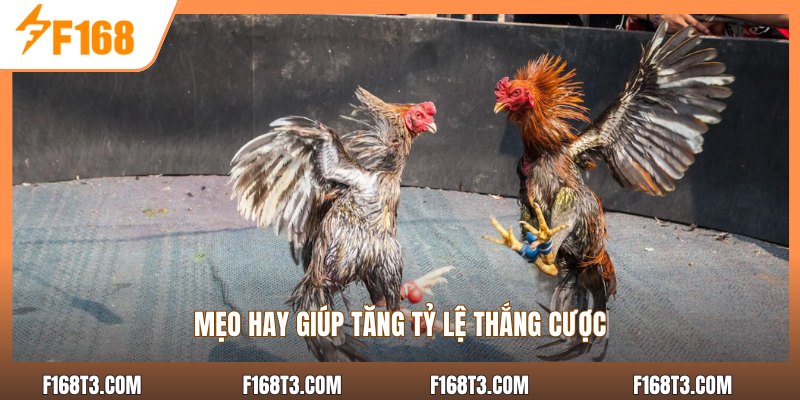 Mẹo hay giúp tăng tỷ lệ thắng cược